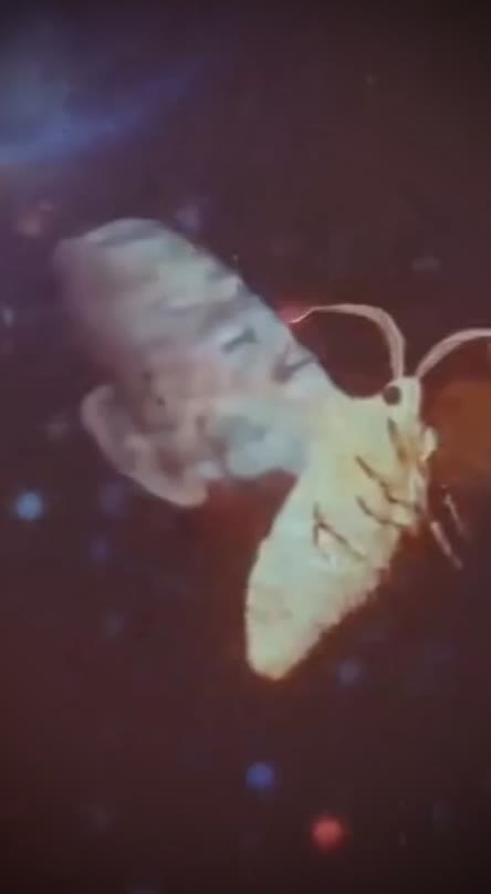 Moth Among the Stars (Live)