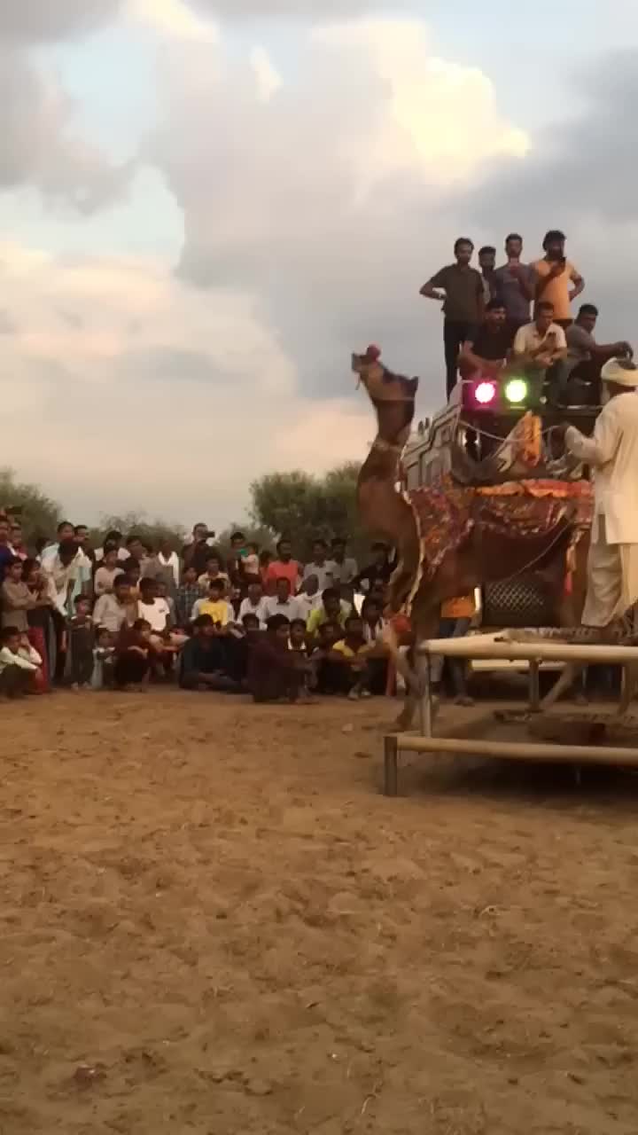 ऊँट ऊँचा, ऊँट की चाल artwork