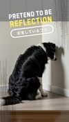 反省しているフリ（犬の歌）