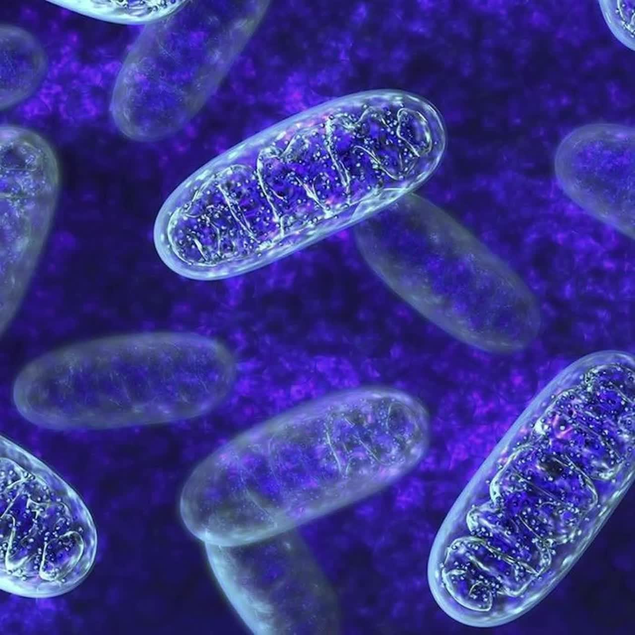 A Mitochondrial Allostatic-Load Anthem artwork