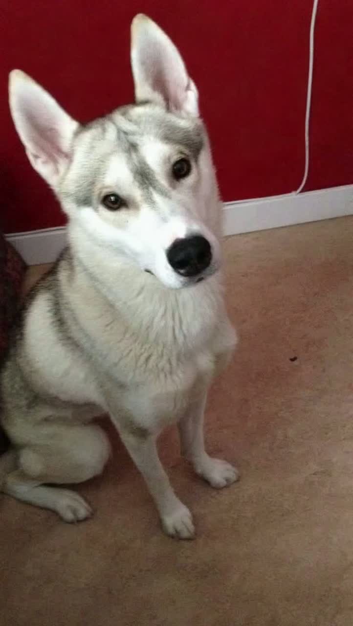 Voice image for duett, hardcore