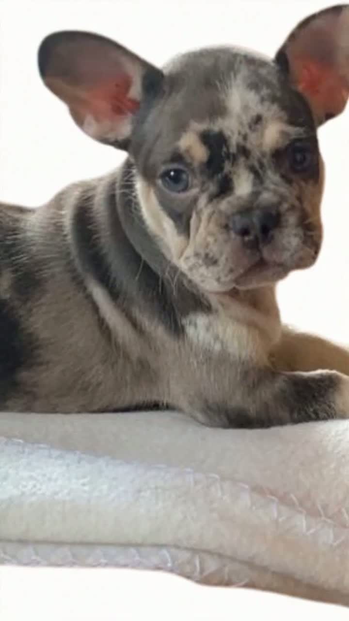 Persona image for Labertes 💕