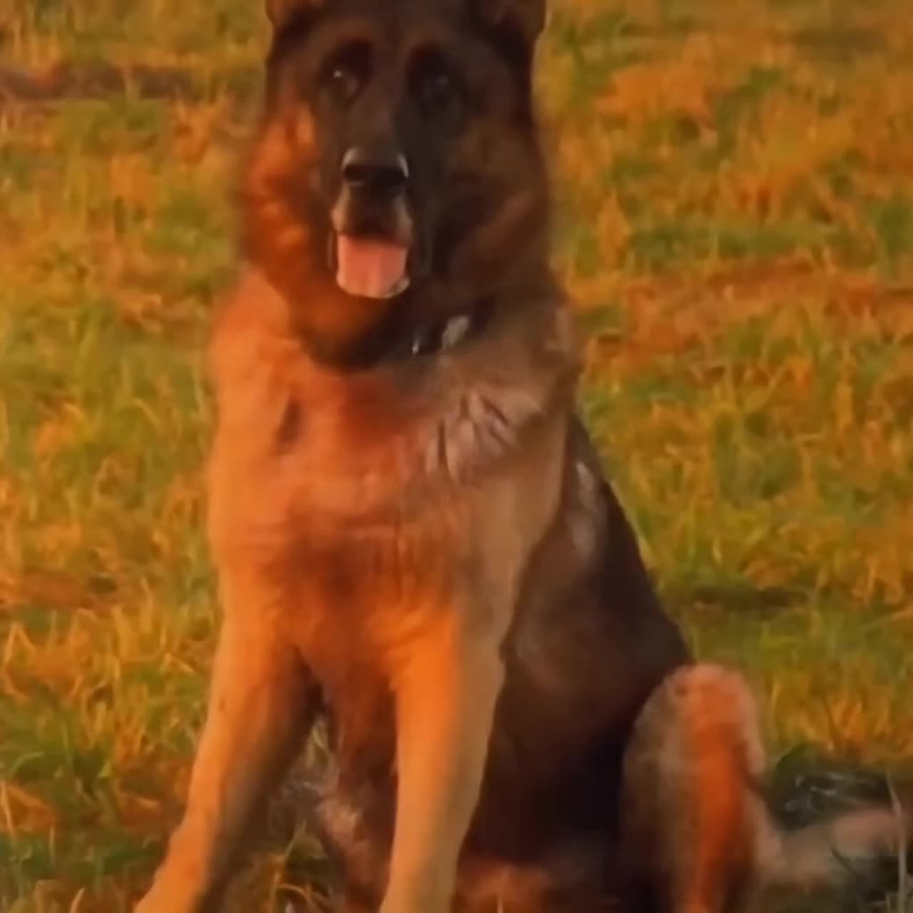 D´r beste Hund op d´r Welt artwork