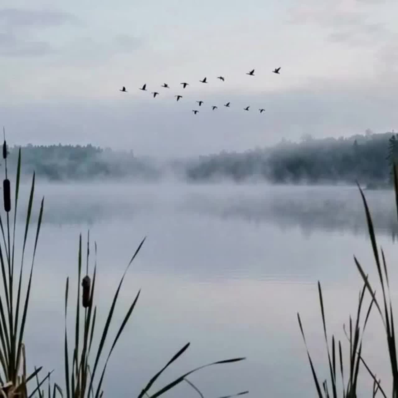 Birds at Dawn artwork