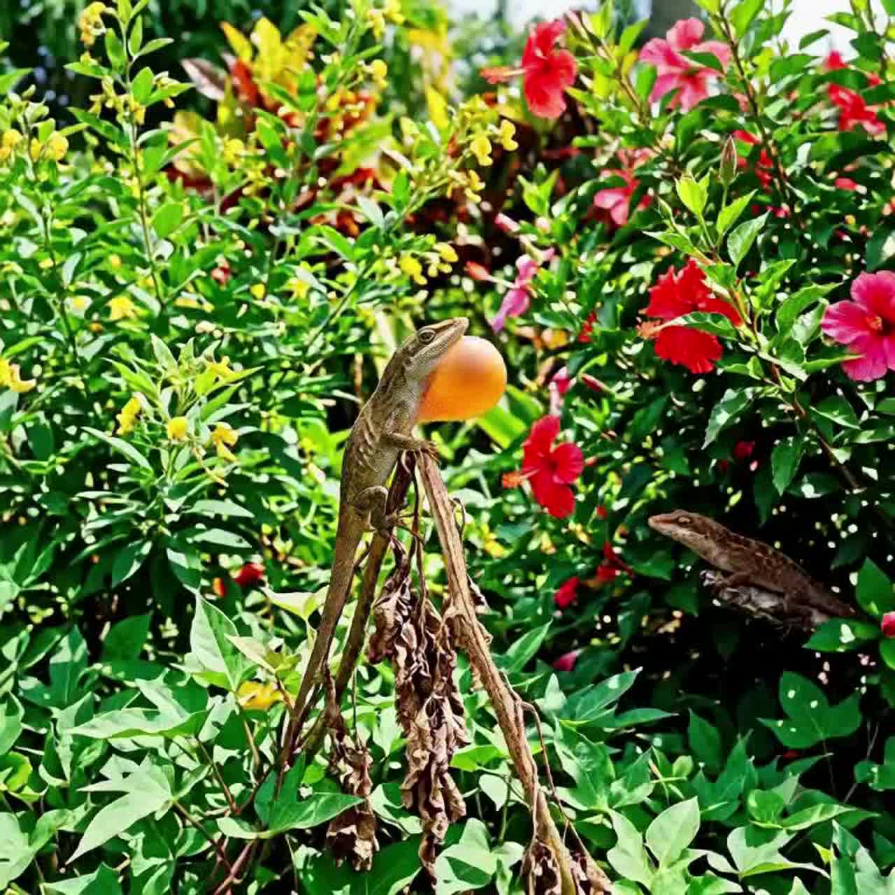 For the Lizard in My Garden artwork