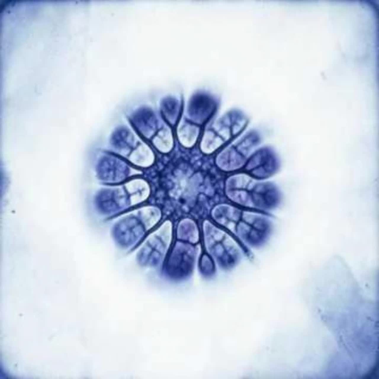 A Mitochondrial Allostatic-Load Anthem artwork