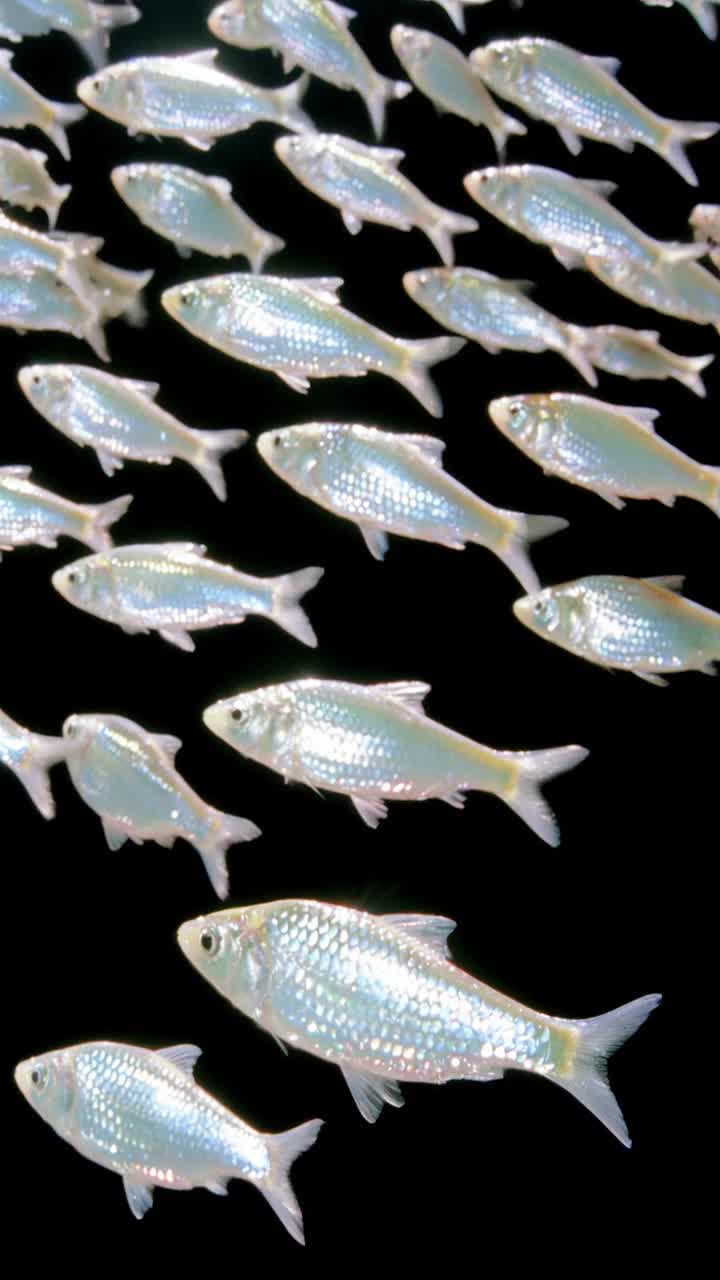 Thousand Fins artwork