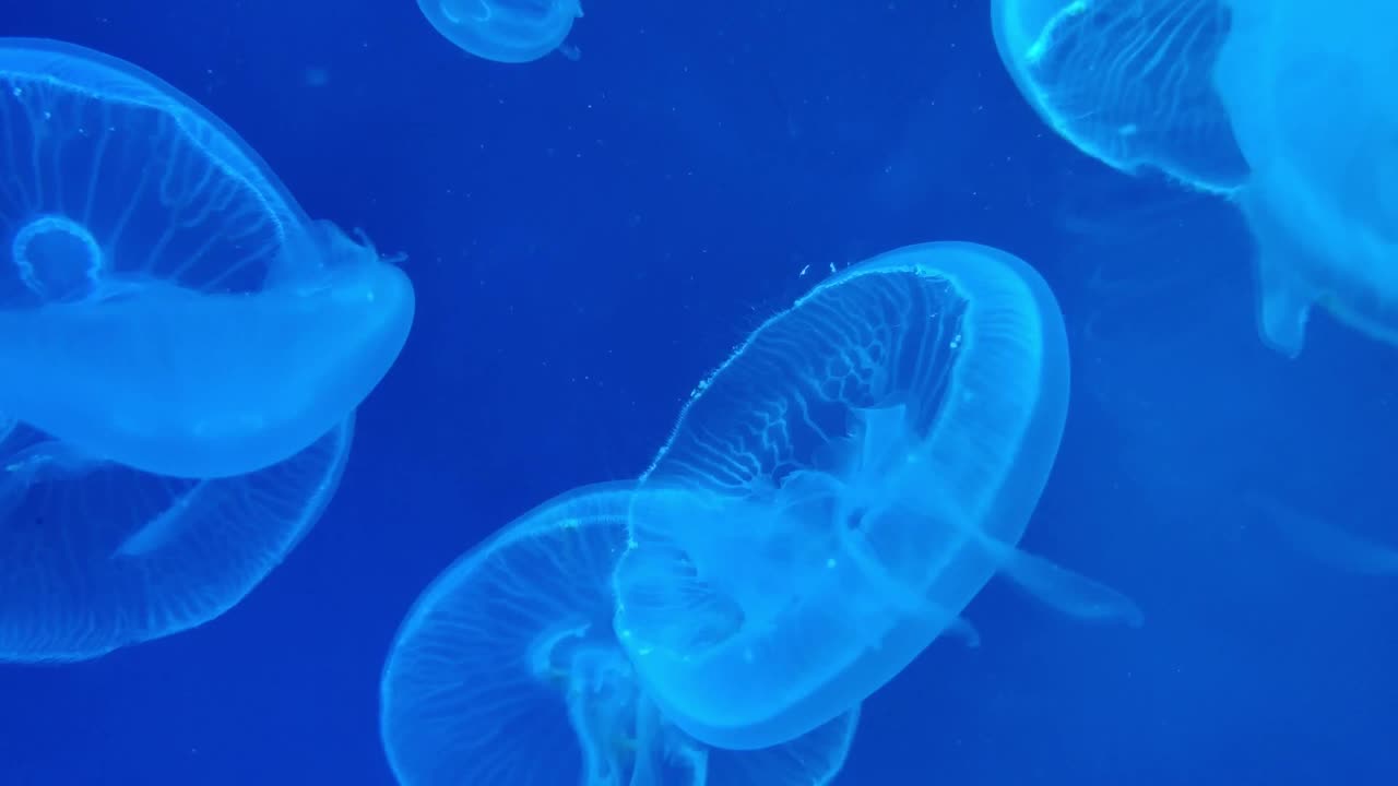 Jellyfish artwork