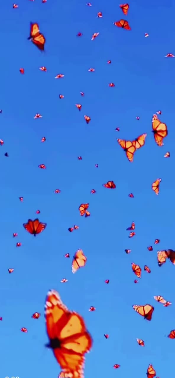 Butterfly artwork