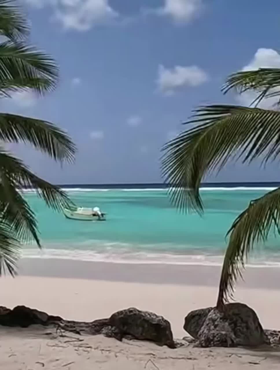 𝓨 𝓓𝓭𝓻𝓪𝓲𝓰 :  Caribbean Life 2
