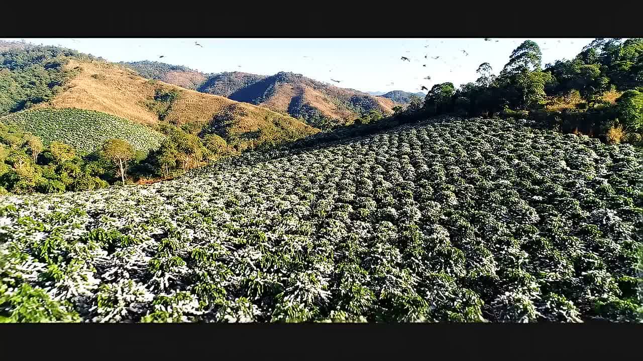 35. Robusta vs Arabica artwork