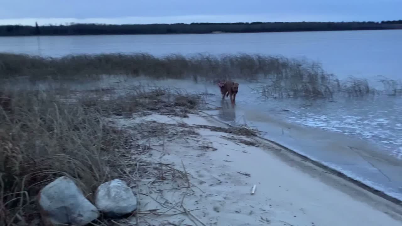 Run Like the Northern Dogs