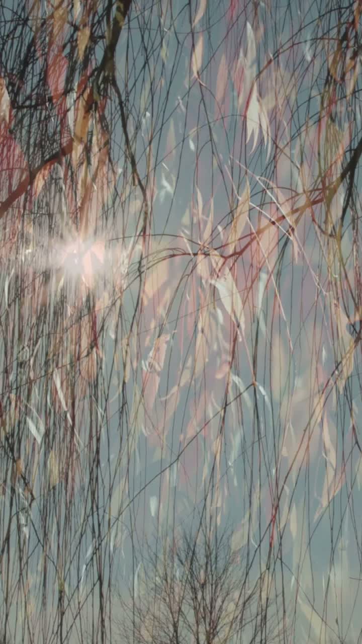Baletul sălciilor artwork