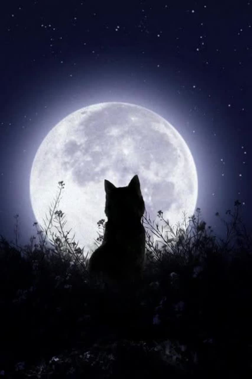 静かな夜の風 artwork