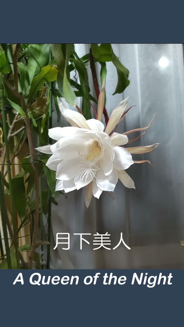 🌕月下美人(⚜️庭の花シリーズ） artwork